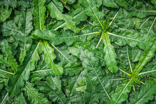 Elephantopus scaber, Thai herbs help diuretic  And helps drain the parasites in the intestine.
