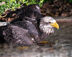 Bald Eagle Photos. Bald Eagle close-up profile view, bathing in the water with splashing water and displaying brown fluffy feathers with a foliage background in its environment and habitat. Image. 