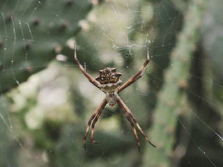 Spider and his web