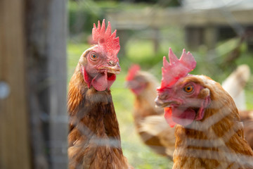 Brown hens enclosed behind a metal mesh - hens in the hen house in traditional farm