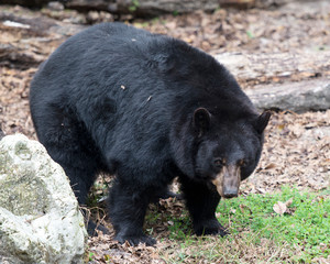 Black Bear Stock Photos. Black bear close up by a rock displaying black fur, body, head, ears, eyes, muzzle, paws in its habitat and environment with a blur background.