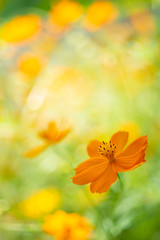 キバナコスモス