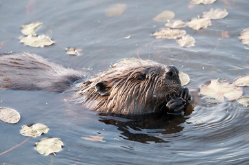 Beaver Stock Photos. Beaver head close-up profile view. Beaver feeding. Water lily pads. Image. Picture. Portrait