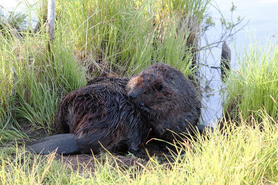 Beaver Animal Stock Photos. Beaver animal couple grooming by the pond with foliage and water background.