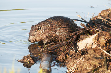Beaver animal Stock Photos. Beaver building a dam in a river in the middle of forest displaying body, head, ears, eye, nose, paw, fur, in its habitat and environment with water background. ©  Aline