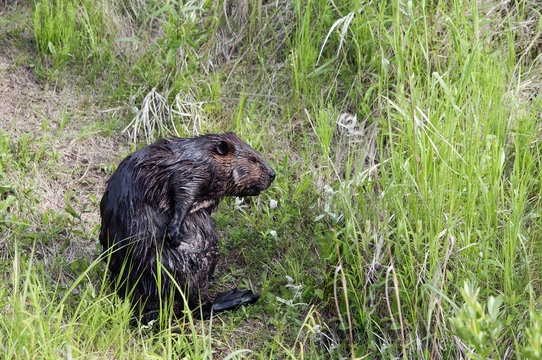 Beaver Stock Photos.  Close-up profile view  in the forest trail with trees, foliage and grooming and displaying brown fur coat, body, head, eye, ears, beaver tail, webbed rear feet, in its habitat.