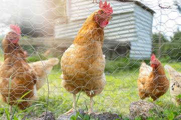 Brown hens inside the chicken coop with fresh morning light - hen on a traditional farm - sunrise in the chicken coop © Fernanda