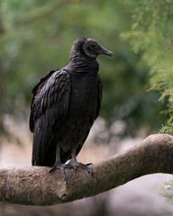 Black Vulture stock photo.  Black Vulture close up profile view showing its head, eye, beak and black plumage in its environment and surrounding with a blur background .