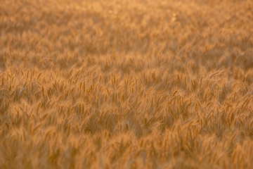 golden wheat field and sunny day. Ripe yellow wheat ears in the harvest season
