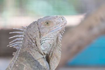 Iguana creeping animals