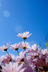 pink daisy on blue sky background