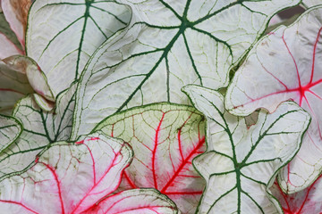 Close up shot of different croton plant leaves.  © SNEHIT PHOTO
