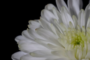Close up shot of white Zinnia flower on black background

