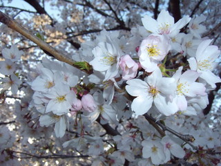 Fototapeta premium 桜