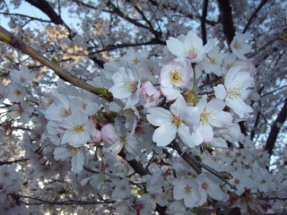 桜
