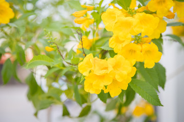 Blossoms of Yellow Trumpetbush Tecoma stans