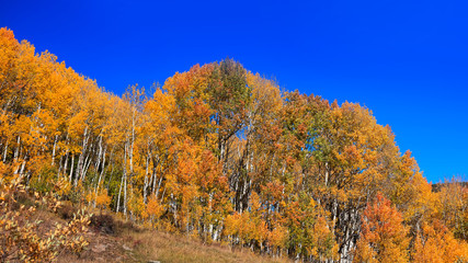Aspen trees with foliage in autumn time 
