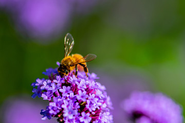 Verbena flowers and bees blooming in the forest