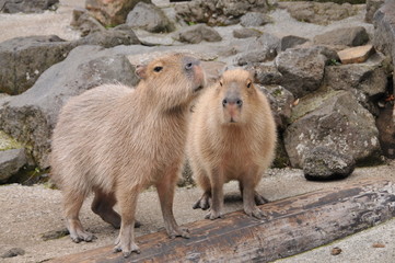 伊豆シャボテン公園