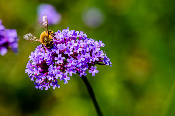 Verbena flowers and bees blooming in the forest