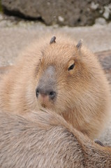 伊豆シャボテン公園