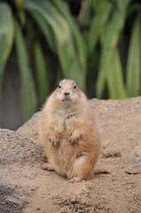 伊豆シャボテン公園