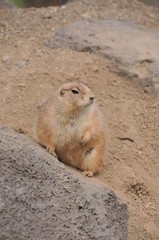 伊豆シャボテン公園