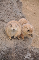 伊豆シャボテン公園