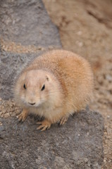 伊豆シャボテン公園