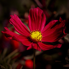 Blooming flower in the garden
