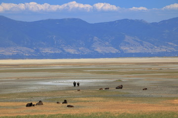Bison at Antelope Island with Wasatach Mountains in the background, Utah