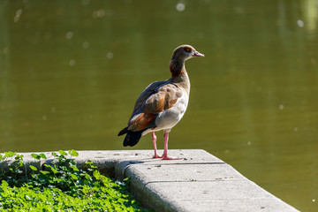 Egyptian goose near to the water