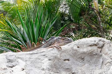 Iguana tomando el sol