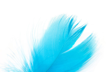 Fototapeta na wymiar Beautiful blue feather