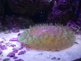 clown fish on coral reef