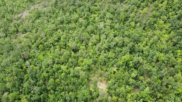 Rubber plantations,Aerial photos.