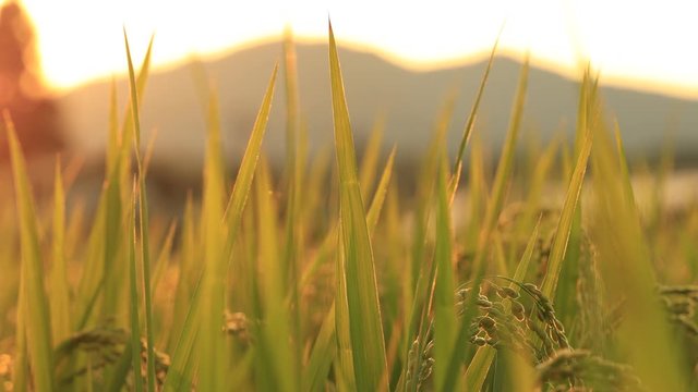 稲刈り前の田園風景　夕焼け空　夕日に照らされた稲穂