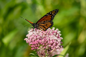 butterfly on flower