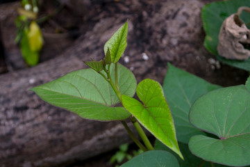 The sweet potato leaves in the garden are colorful.