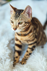 Young bengal kitty cat sitting on the white background.