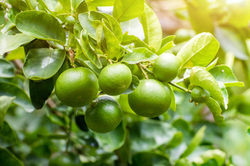 Green lemon lime on tree in garden,Fresh lime green on the tree with light bokeh background