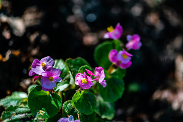 Begonias blooming in the forest