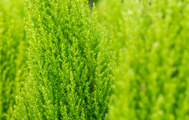 Covered green broom dish，Kochia scoparia (linn.) Schrad