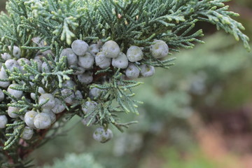 Bunch of juniper berries on a green branch in autumn.Beautiful bush of a juniper with berries.Close-Up Of Fresh Juniper Berries Twigs.Nature and Wildlife Winter Juniper Blueberries.forest background