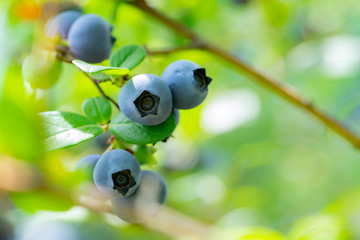 ブルーベリーの実