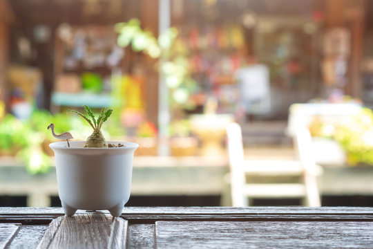 Little Dorstenia plant in white flower pot on wooden table at coffee shop or food shop with blurred background of outdoor floating market - Powered by Adobe