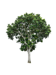 Isolated tree with clipping path on white background / die-cut green leaf tree for garden decoration and environment conservation