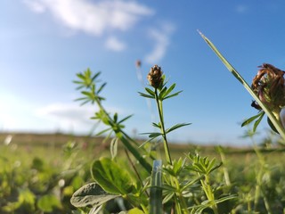 ladybird on a flower