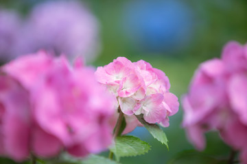 長野県伊那市　紫陽花寺のあじさい