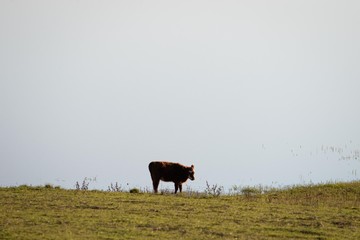 Cow